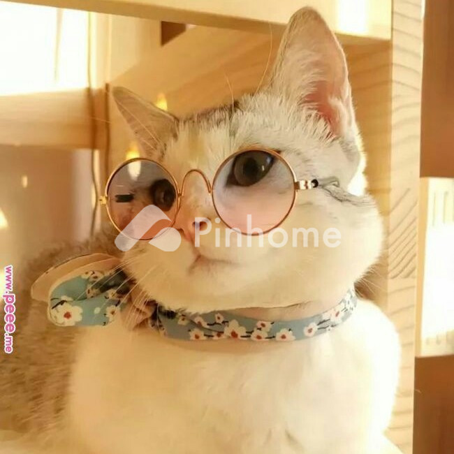 laila