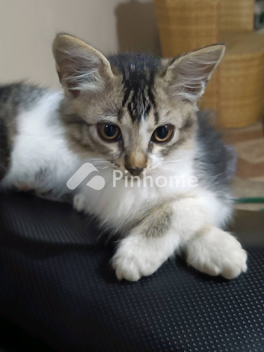 kost gozu zeta nyaman di tebet barat