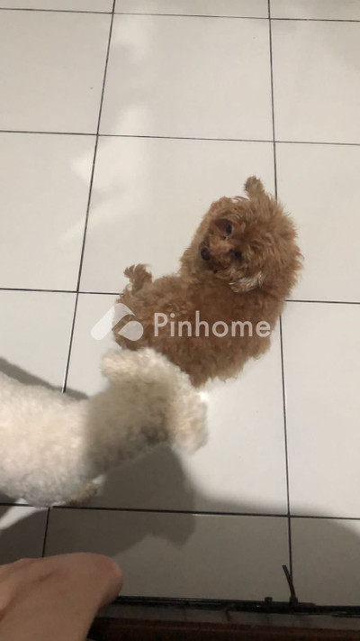 dijual apartemen banget di jalan gedang - 3