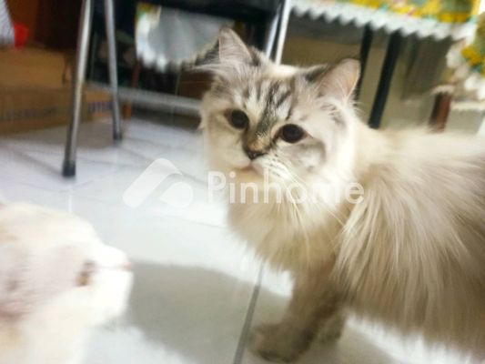Tanah Dijual di Kota Kualasinpang (Kota Kuala Simpang), Kab. Aceh Tamiang, LT 25m²