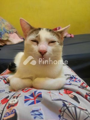 Tanah Dijual di Tanjung Pinang Timur, Kota Tanjung Pinang, LT 1000m² - 1