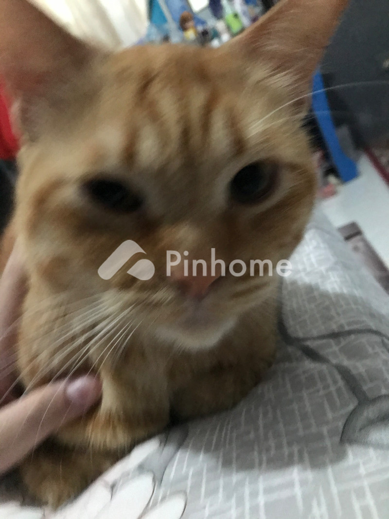 dijual rumah jskajsjsjjs di simpang kanan - 1