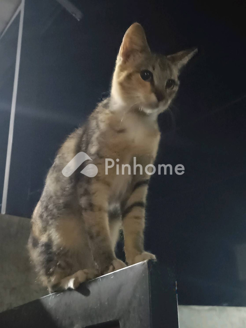 kost gozu forea nyaman di tebet timur - 2