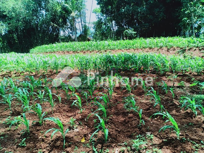 dijual ruko lelang lokasi strategis di jalan cempedak - 4