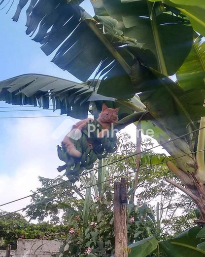 disewakan rumah bagus banget dah di rantau - 1