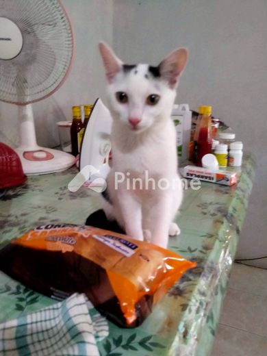 dijual tanah residensial apaaa di palupuh