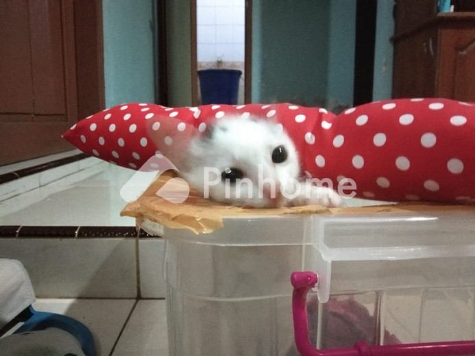 dijual rumah tiluuyy di pantar tengah