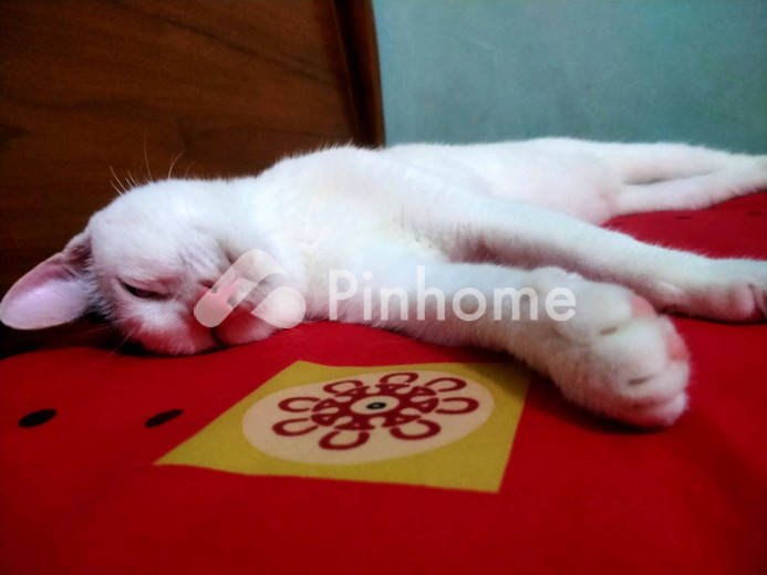 dijual apartemen haiiiii di pantar barat