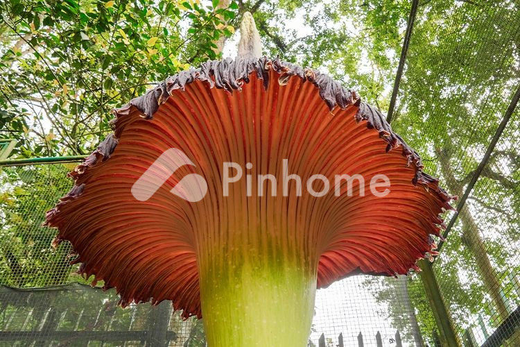 disewakan rumah kost satu kamar punya uwa satu di purbasari no 6 - 3