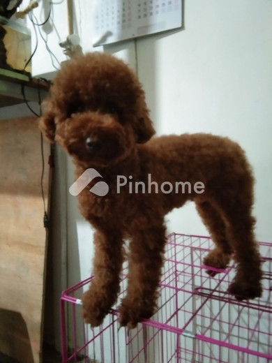 dijual rumah 2kt 50m2 di pisangan timur - 5