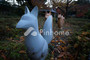 Efesbede #005 - Thumbnail 3