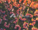 Pallet Town Property - Thumbnail 2