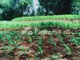 Disewakan Ruko Nyaman Dan Asri di Jl. Purnawarman - Thumbnail 4