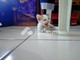 Dijual Rumah 198jt di Matangkuli - Thumbnail 1