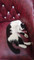 Dijual Rumah Bagus di Cilodong - Thumbnail 3
