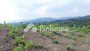 Dijual Tanah Residensial 50000m² di Sampoiniet - Thumbnail 1