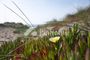 Dijual Tanah Residensial Dekat Pantayyy di Hohoho - Thumbnail 2