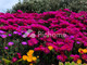 Dijual Rumah di Holumn - Thumbnail 1