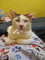 Dijual Rumah di Cideng - Thumbnail 6