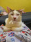 Dijual Rumah di Gambir - Thumbnail 1