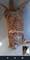 Dijual Rumah 9 Mar 23 B704 And Tc24 di Buntha - Thumbnail 2