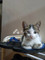 Kost Gozu Forea Nyaman di Tebet Timur - Thumbnail 3