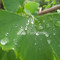 Dijual Rumah di Kebon Melati - Thumbnail 3
