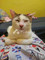 Dijual Rumah di Mekar Jaya - Thumbnail 1