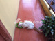 Disewakan Rumah 3 Lantai 3KT 12m² di Krueng Sabee - Thumbnail 2