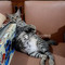 Dijual Rumah di Pasar Baru - Thumbnail 6
