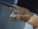 Dijual Tanah Komersial 388m² di Cibinong - Thumbnail 1
