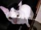 Dijual Ruko Test3 di Darul Kamal - Thumbnail 1