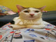 Dijual Rumah di Pasar Baru - Thumbnail 4
