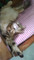 Dijual Rumah Maranggi di Adfasdf - Thumbnail 1