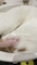 Dijual Rumah HEIC HEIF WEBP dan AVIF di Karet - Thumbnail 4