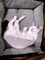 Disewakan Rumah Coba Wts di Geuredong Pase - Thumbnail 1