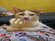 Dijual Rumah di Pasar Baru - Thumbnail 5