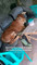 Disewakan Rumah  di Cengkareng Timur - Thumbnail 2