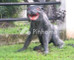 Disewakan Tanah Residensial  di Cimpaeun - Thumbnail 1