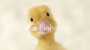 Dijual Rumah Satuuu di Satu - Thumbnail 2